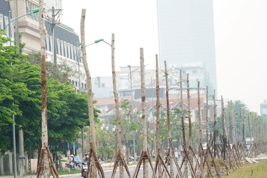 Cây xanh chết la liệt tại Dự án đô thị xanh Thừa Thiên Huế
