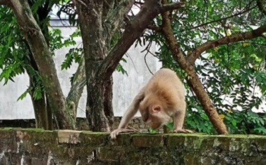 Đàn khỉ hoang vào nhà dân lục lọi đồ đạc, trèo lên cây ăn hoa quả