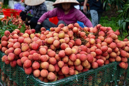 Ai không nên ăn vải?