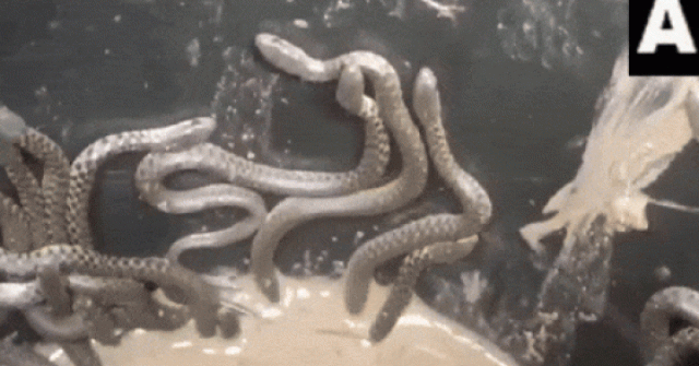 Clip: 35 con rắn bò ra từ nhà vệ sinh của một ngôi nhà mới xây