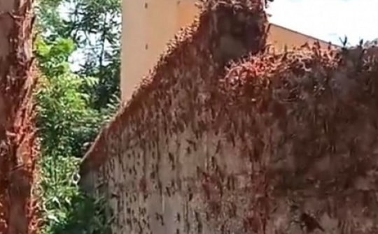 Xuất hiện đàn châu chấu hàng vạn con, chính quyền nói gì?