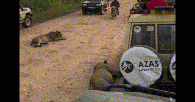 Người đàn ông liều lĩnh đi xe máy qua bầy sư tử hoang dã gây sốc