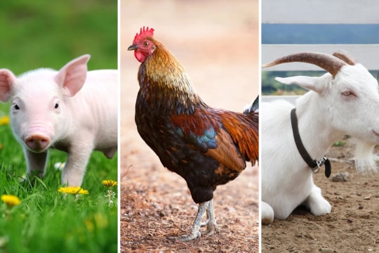 Tử vi đầu tháng: 3 con giáp đổi đời trong 10 ngày đầu tháng 5 âm lịch