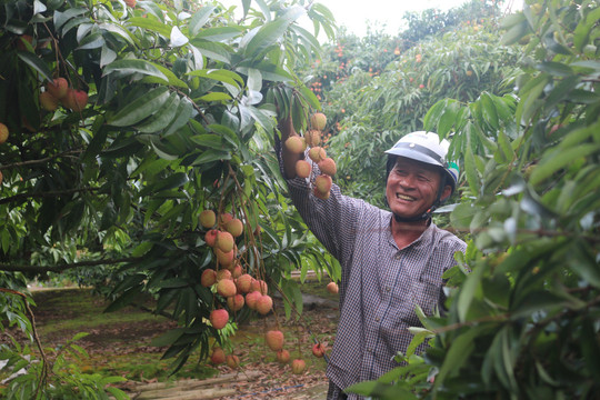 Nông dân sống khoẻ nhờ giống vải trứng