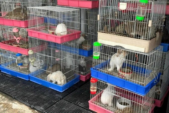 Hoả hoạn tại chợ thú cưng, nhiều động vật chết cháy ở Thái Lan