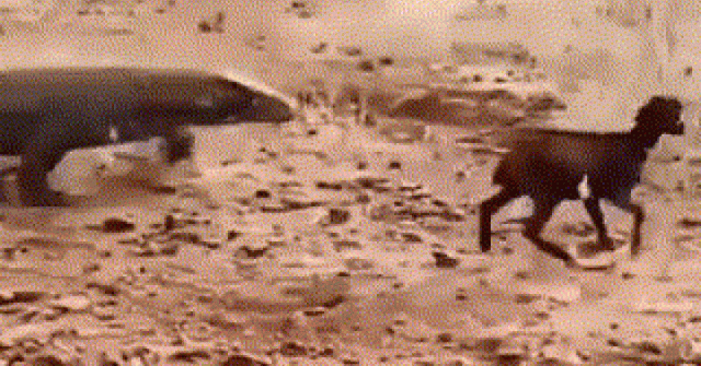 Clip: Kinh ngạc rồng Komodo nuốt chửng con dê trong tích tắc