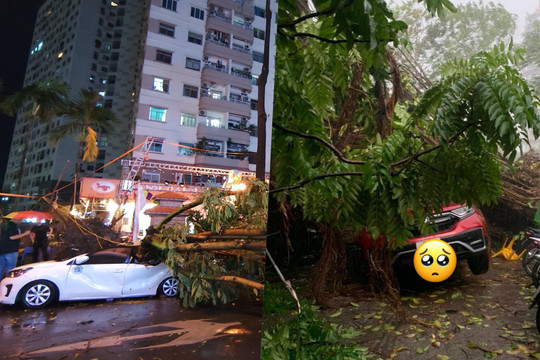 Hà Nội mưa dông bất chợt, cây đổ đè bẹp xe ô tô