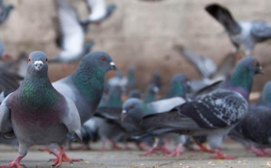 Đức: Thị trấn bỏ phiếu giết sạch chim bồ câu