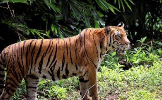Nghi vấn hổ xuất hiện tại Quảng Bình: Hổ lớn có vằn đen lẫn đỏ hung