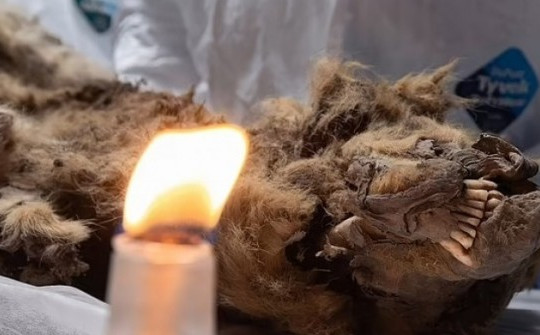 Video: Rã đông "sói địa ngục" chết trong băng hơn 44.000 năm