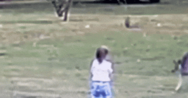 Khoảnh khắc kangaroo bất ngờ lao tới tấn công bé gái 2 tuổi