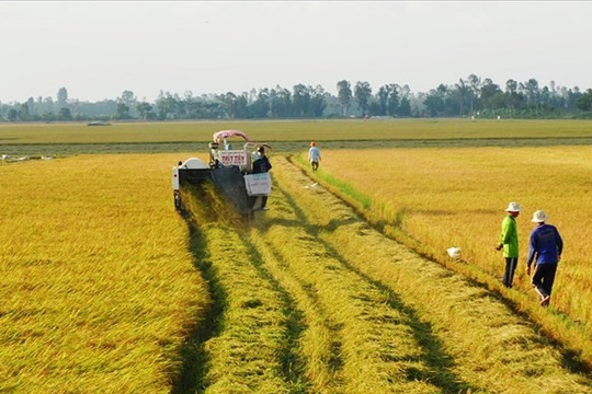Điểm mới của Luật Đất đai 2024: Không cần xác nhận là "nông dân" vẫn được nhận chuyển nhượng đất lúa