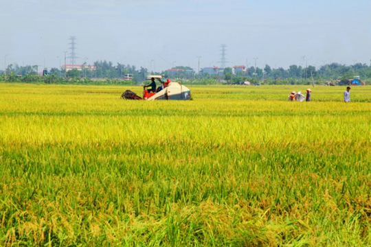 Hà Nội đề xuất chuyển đổi hơn 29 ha đất lúa để triển khai dự án tại 6 quận, huyện
