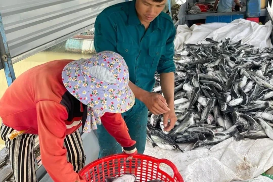 25 tấn cá chết ở Kon Tum: Đề nghị thủy điện hỗ trợ 2,9 tỷ đồng
