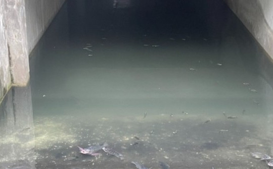 Bất ngờ cá bơi 'tung tăng' dưới hầm biệt thự chục tỷ ở Hà Nội