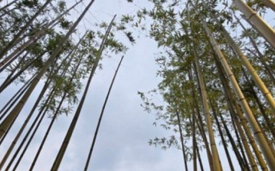 7.500 cây trúc bên hồ Trúc Bạch phát triển ra sao sau hơn nửa năm được trồng?