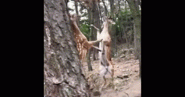 Clip: Kỳ lạ hươu sao đánh nhau như kangaroo
