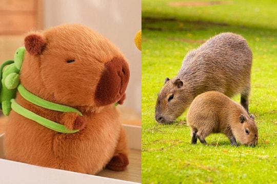 Vì sao chuột Capybara được giới trẻ Việt săn lùng, mê điên đảo?