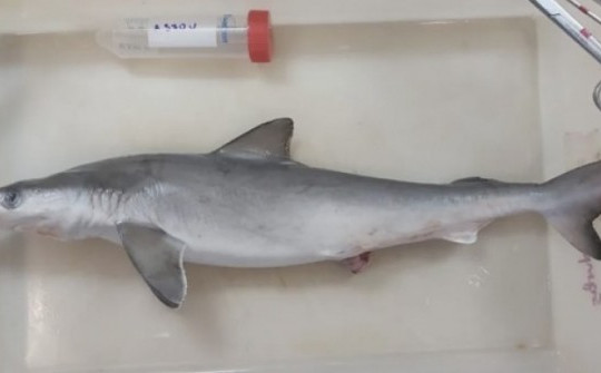 Phát hiện gây sốc khi kiểm tra 13 con cá mập sống ở vùng ven biển Brazil