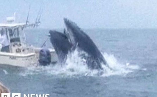 Khoảnh khắc cá voi dài 9m nhảy lên rơi trúng thuyền, 2 ngư dân chứng kiến cảnh hãi hùng