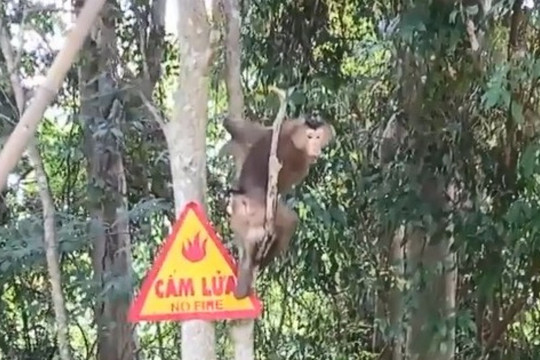 Con khỉ hù người phụ nữ ở Bình Chánh và 28 động vật hoang dã được thả về tự nhiên
