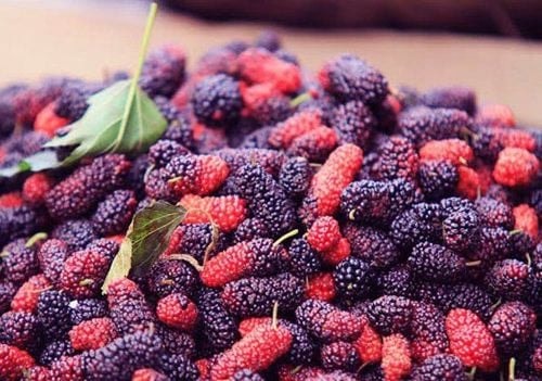 Dâu tằm tăng cường sức đề kháng và hệ miễn dịch cho cơ thể