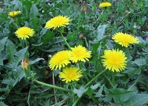 Bồ công anh tốt cho người bệnh tiểu đường