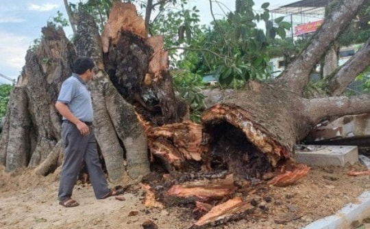 Cây đa di tích lịch sử hơn 300 tuổi bị gãy đổ