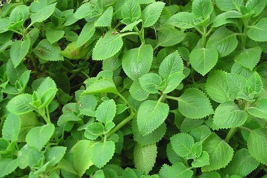 Lá húng chanh 'đánh bay' cảm cúm