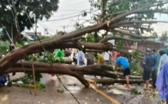 Cây vông cổ thụ đổ ngang đường, người chạy xe máy thoát nạn trong gang tấc