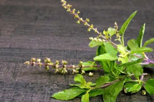 Hương nhu tía bảo vệ và chăm sóc răng miệng tối ưu