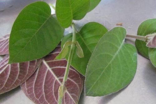 Mơ tam thể vị thuốc trị bệnh kiết lỵ