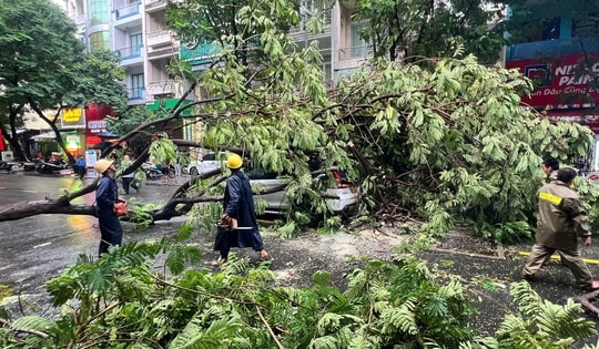 Nhiều cây xanh ở TP HCM bật gốc, có người bị thương trong chiều mưa lớn