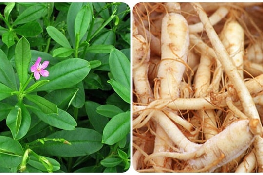 Rau sâm đất có tác dụng gì?
