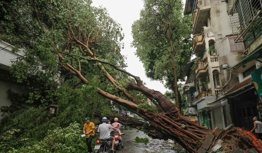 Thấy gì từ hàng chục nghìn cây xanh gãy đổ, cổ thụ bật gốc ở Hà Nội?