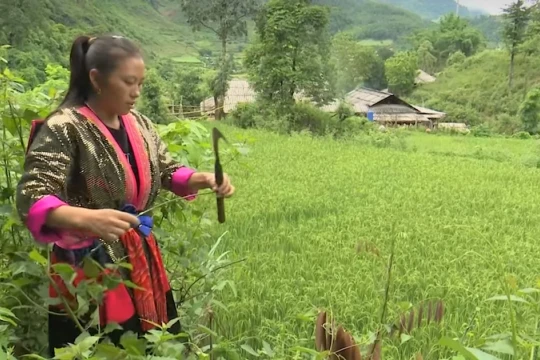 Giữ nghề làm giấy trên cao nguyên Tủa Chùa