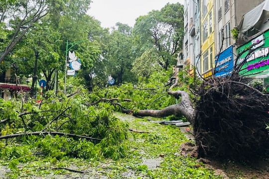 Giải pháp ‘hồi sinh’ những cây xanh gẫy đổ sau ‘siêu bão’ số 3 Yagi