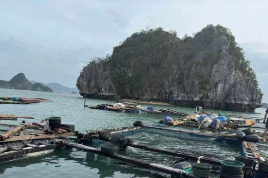 Người nuôi hàu, cá ven biển ở Quảng Ninh ‘chẳng còn gì’ sau bão số 3