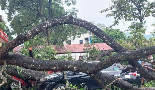 Mưa to, gãy cành xà cừ đè trúng 1 giáo viên, 4 ô tô bẹp rúm ở Thanh Hóa