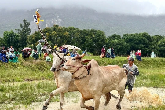 An Giang: Tưng bừng Hội đua bò truyền thống mừng Lễ Sene Dolta