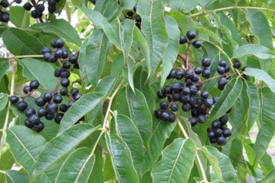 Thanh nhiệt giải độc từ cây hoàng bá