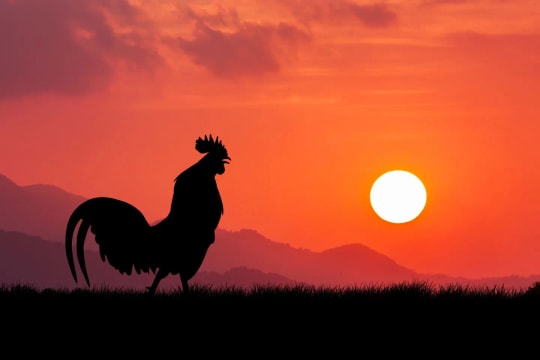 3 con giáp may mắn, “cầu được ước thấy” trong ngày 12/12/2024