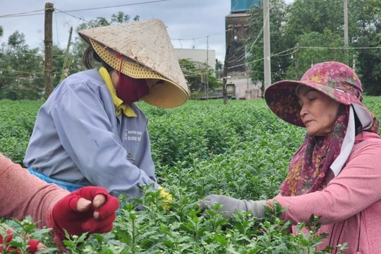 Cận Tết, nông dân thủ phủ hoa cúc miền Trung lo sốt vó