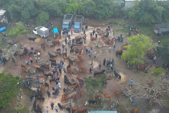 Lạ lùng phiên chợ trâu bò 'đập tay' chốt giá