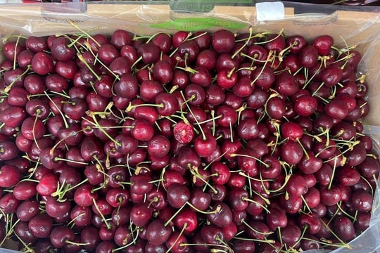 Cherry rẻ không ngờ bán khắp nơi, giá chỉ 120 -130 nghìn đồng/kg