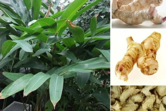 Phân lập chất chữa ung thư từ cây riềng