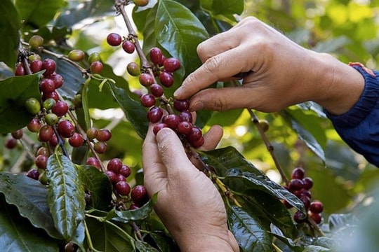 Giá cà phê hôm nay 22/3: Robusta tăng trên mốc 5.500 USD/tấn