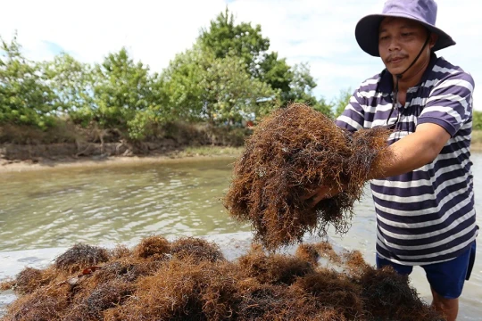 Phân bón sinh học từ nước thải