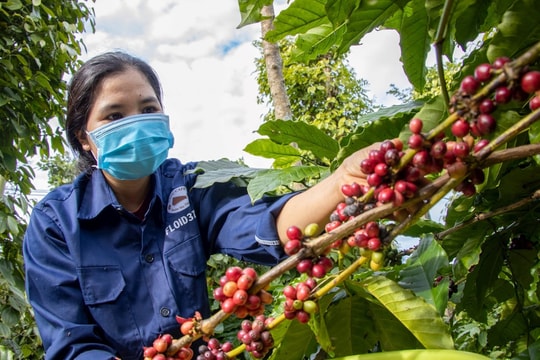 Giá cà phê hôm nay 1/5: Thế giới tăng, trong nước ổn định