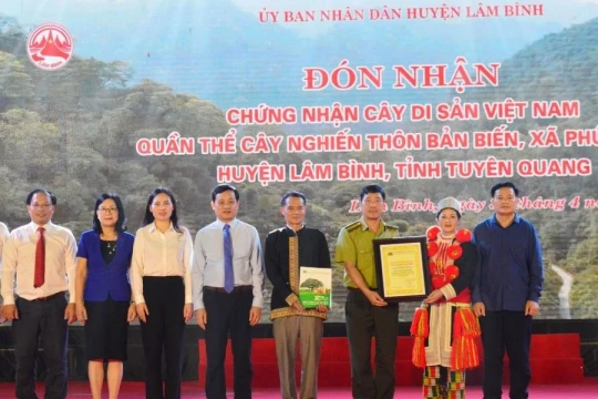 Quần thể cây nghiến ở Tuyên Quang được công nhận Cây di sản Việt Nam